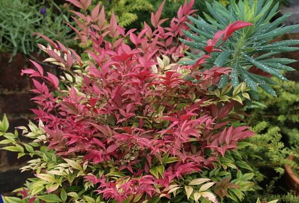 Adventures in Gardening - Blog — Andy McIndoe