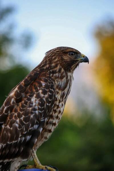 bezplatná Základová fotografie zdarma na téma bdělý, buteo jamaicensis, bystrozraký Základová fotografie