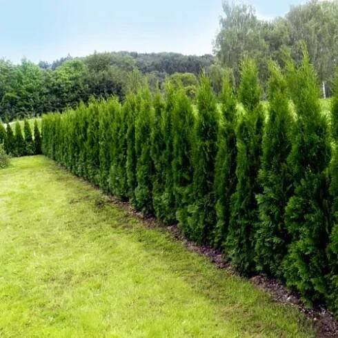 Zerav západní (Thuja brabant) K -1,5l v-80-100cm