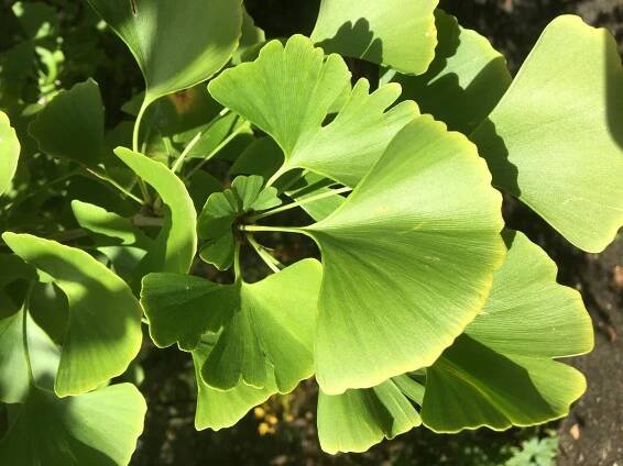 Tree Walk – Ginkgo - Inniswood Garden Society