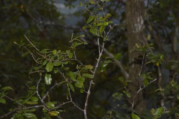 Sageretia thea – eFlora of India