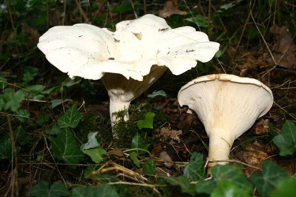 Aspropaxillus giganteus
