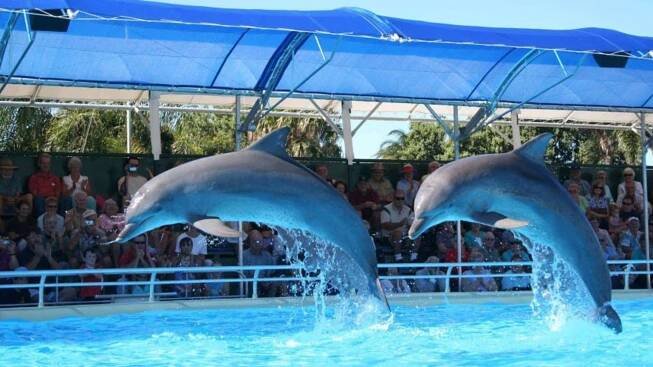 S představeními je konec. Poslední tři delfíni budou svobodní. Zdroj: Dolphine Marine Conservation Park