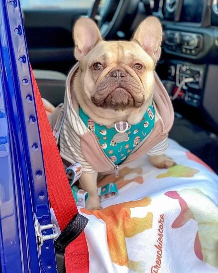 Frenchie pet products made for French Bulldogs sizing & health needs