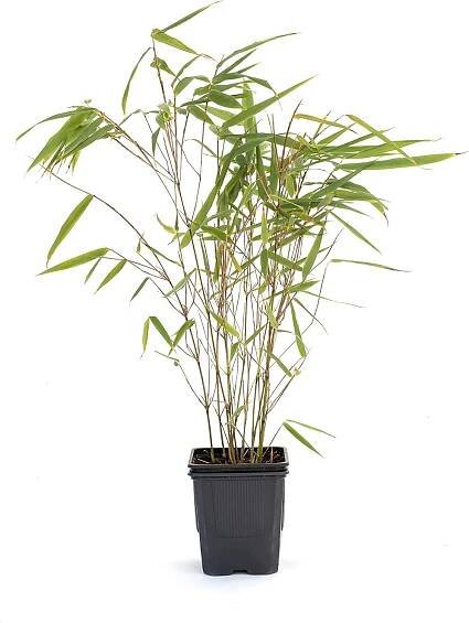 Fargesia Rufa P9 20-30 cm - Oblíbený obří bambus pro vaši zahradu - nenáročný na péči a odolný!