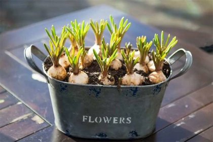 Pokud hyacinty rychlíte, je v moment, kdy výhonek dosáhne výšky asi 5 centimetrů, čas přemístit rostlinu na světlé a teplejší stanoviště. iStock