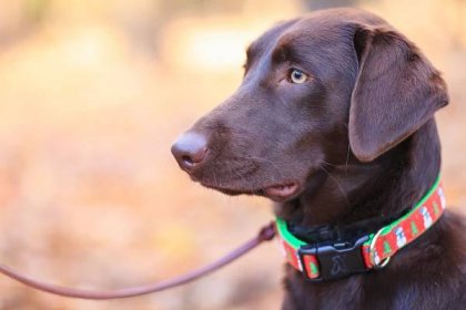 Help your pup get comfy: 4 amazing dog collars for sensitive necks