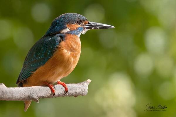 Srostloprstí | Štěpán Mikulka | Wildlife fotograf