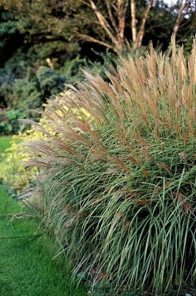 Maiden Grass