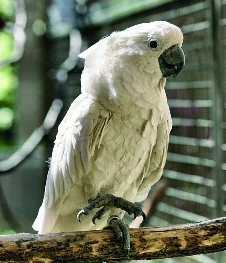 V bošovické zoo ukázali první mládě ohroženého kakadu bílého, podívejte