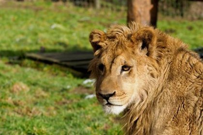 Lvy ve dvou poddruzích najdete pouze v Zoologické zahradě Dvorec
