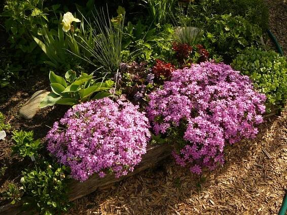 Nízko rostoucí phlox (27 fotografií): vytrvalé a roční trpasličí odrůdy. Zasadit je a nechat je. Popis bílých, modrých a jiných floxů