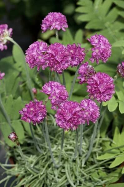 Armeria maritima 'Nifty Thrifty' , Trávnička přímořská, C1,5