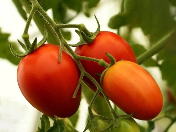 NUTRITION Food Galleria | International selection of Cooking Ingredients