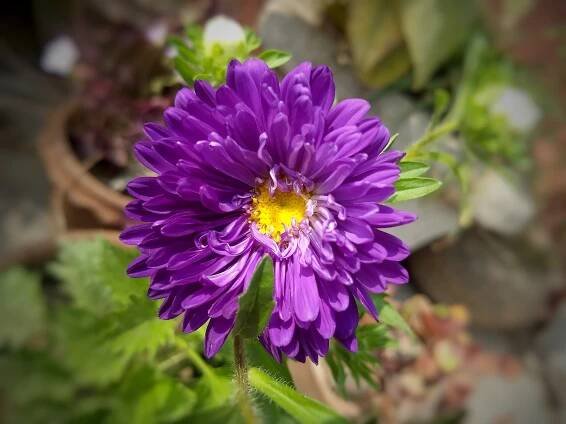 Aster (genus) - Wikipedia