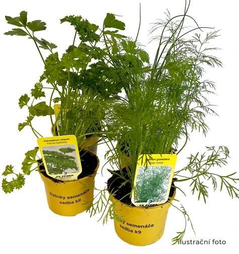 Bylinky | CZ-FLORA odbytové družstvo