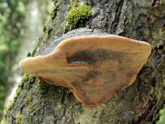 Hymenochaetaceae - kožovkovité - myko.cz