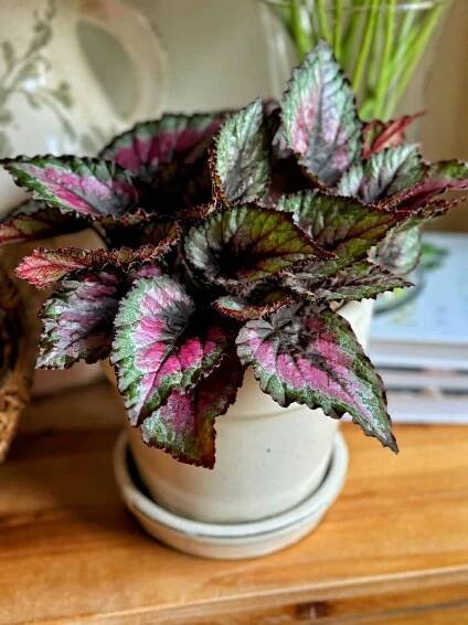A potted plant with vibrant, multicolored leaves in shades of green, pink, and purple, placed on a wooden surface next to a stack of books.