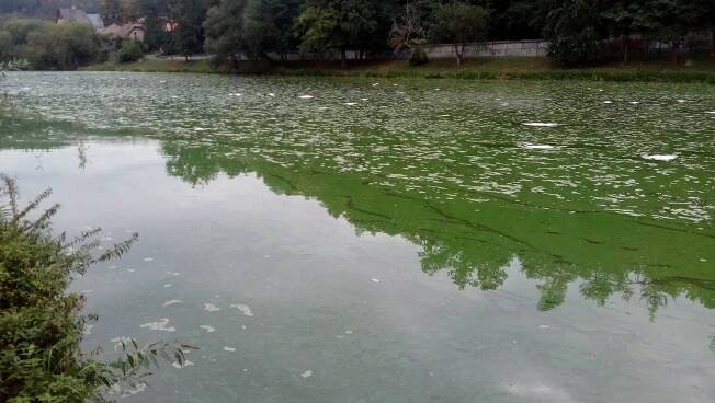 Řeku Sázavu protékající Týncem obarvují do zelena kolonie sinic