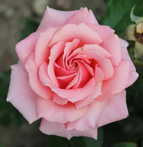Rosa 'Tournament of Roses'
