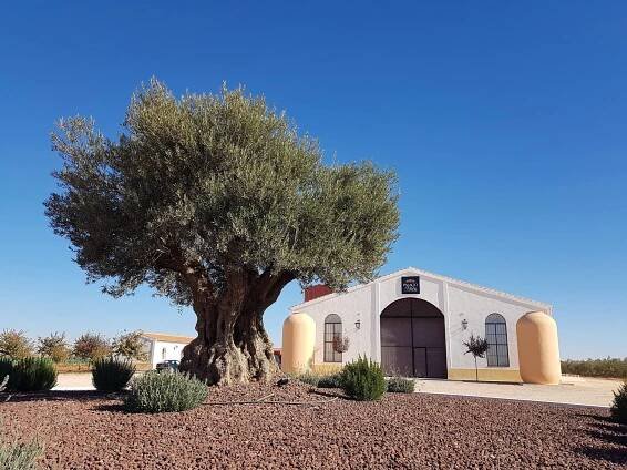 Palacio de los Olivos, Picual extra panenský olivový olej - Vinoartis