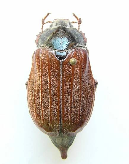 Obrázek - Melolontha melolontha var. pulcherrima (chroust obecný) | BioLib.cz
