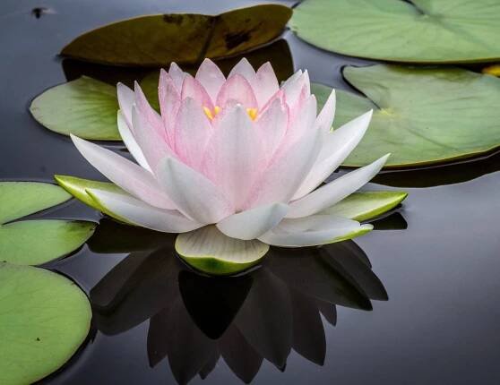 Meditation: Mondays, 8:00 PM - 8:45 PM ET