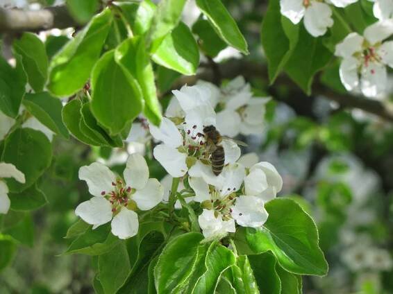 Apis_m_carnica_Pyrus_communis-Authentic-Apis-mellifera-carnica