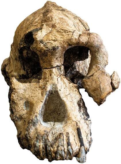 Artifacts - Australopithecus anamensis Cranium - Archaeology Magazine - November/December 2019