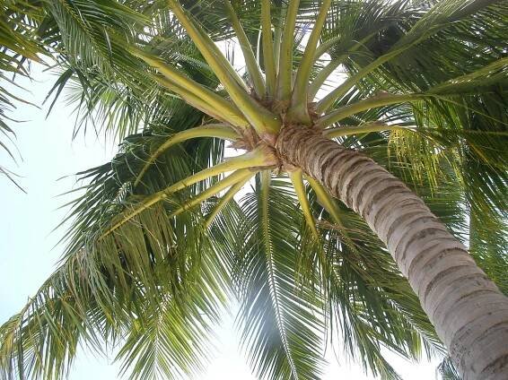 Palmera cocotera