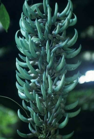 Strongylodon macrobotrys - Jade vine 2.jpg