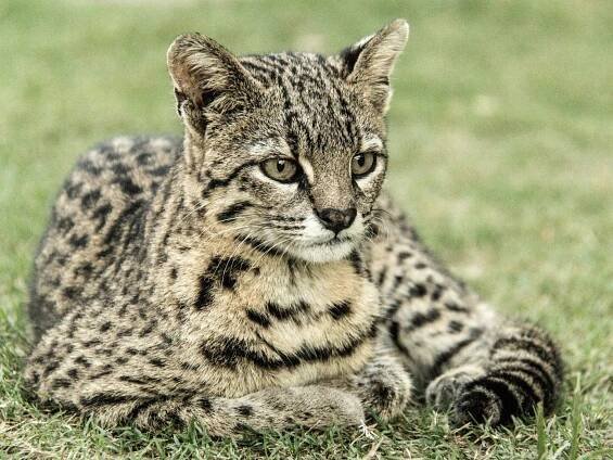 Fenek, ocelot, vakoveverka. A jací jsou další nejneobvyklejší domácí mazlíčci? - NeposlušnéTlapky