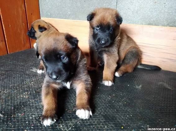 Belgický ovčák Malinois - št+ňata s PP