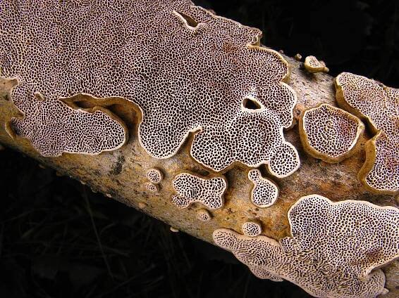 Obrázek - Datronia mollis (outkovka měkká) | BioLib.cz