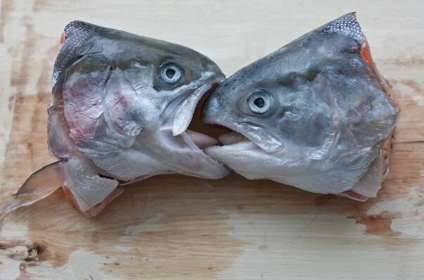 fish salmon how to section kiss fish kissing