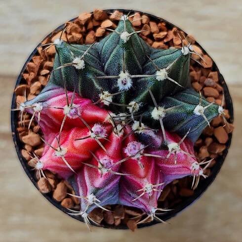 Gymnocalycium mihanovichii f. variegata