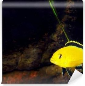 Samolepicí fototapeta Akvarijní ryby-Tlamovec žlutý kolibřík.