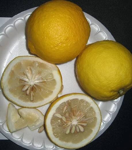 Citrus wilsonii ́Ichang Lemon ́ (CRC1215)