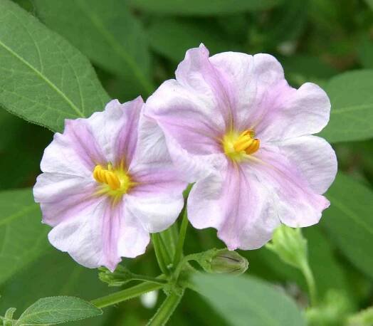 Solanum