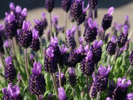 schopf-lavendel-m012559_w_1