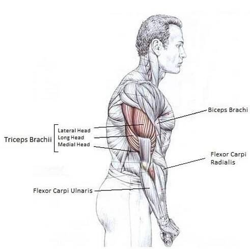 Figure 6: Muscles Used to Extract EMG Features in Operators’ Arm[32] 