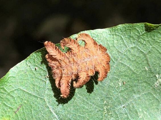 Dayton Insects