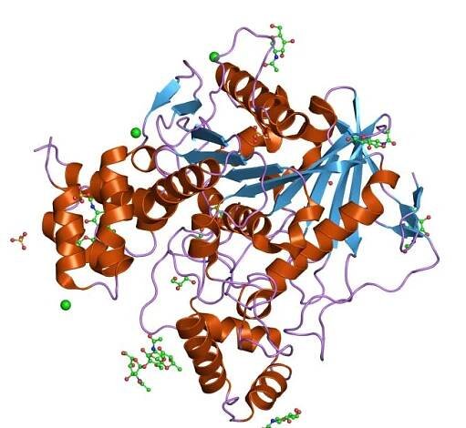 Carboxylesterase type B - Wikipedia