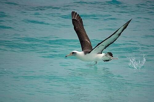 Albatrosovití – Wikipedie