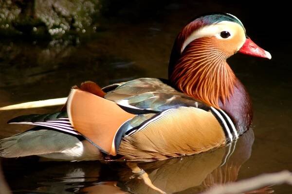 Kachnička mandarínská | Zoo Olomouc - Svatý Kopeček