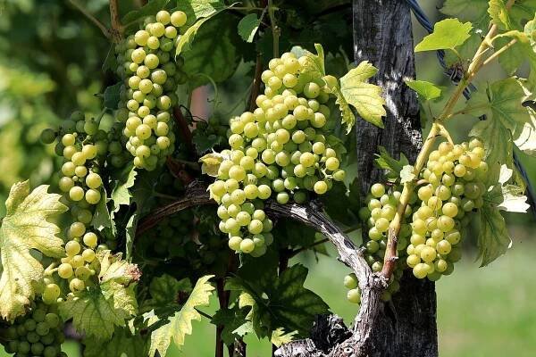 Verpflegung im Familienhotel Der Ponyhof in der Steiermark: Feiner Bio-Wein aus regionalen Früchten für den besten Geschmack in Ihrem nachhaltigen Urlaub.