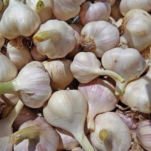 Sadbový česnek Arno - Allium sativum - nepaličák - prodej cibulí česneku - 1 balení