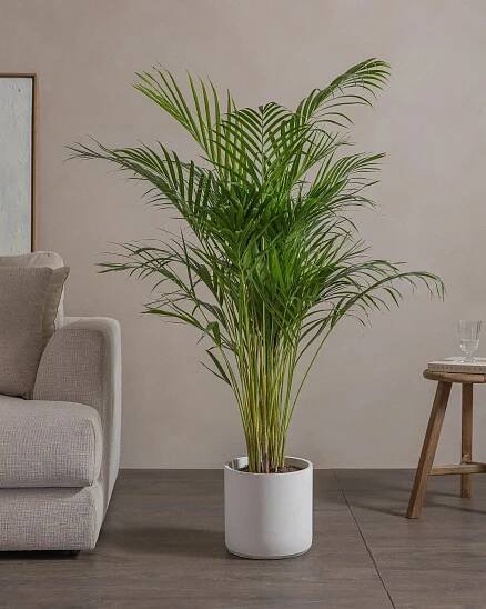 Potted palm plant beside a beige sofa and wooden side table.