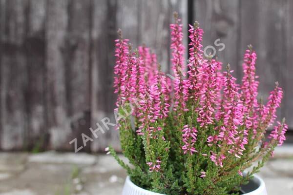 Vřes obecný 'Lioba' (Garden girls®) - Calluna vulgaris 'Lioba' (Garden girls®)