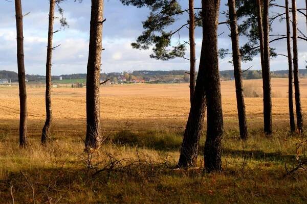 bezplatná Základová fotografie zdarma na téma borovice, horizont, horizont linky Základová fotografie